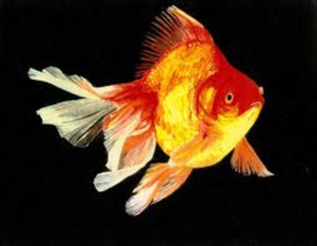 Catching the first fish