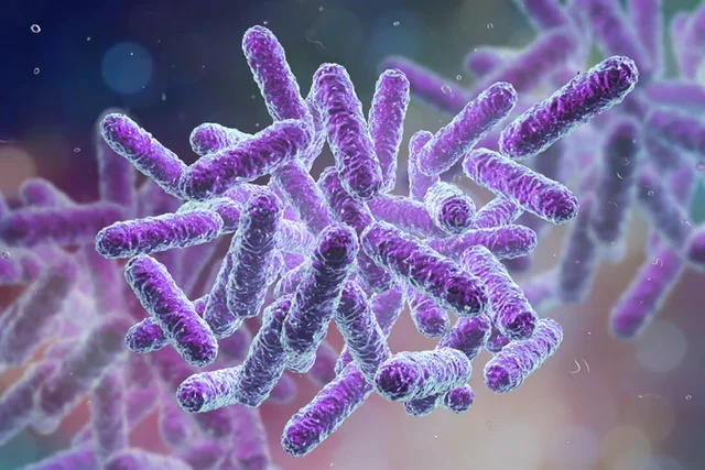 Bacillus Subtilis
