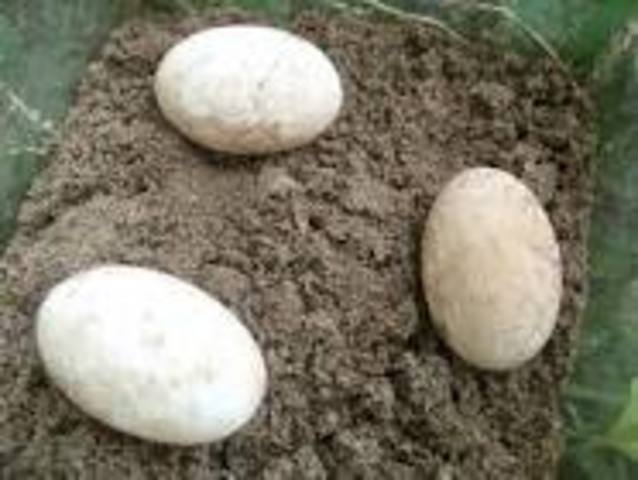 turtle eggs