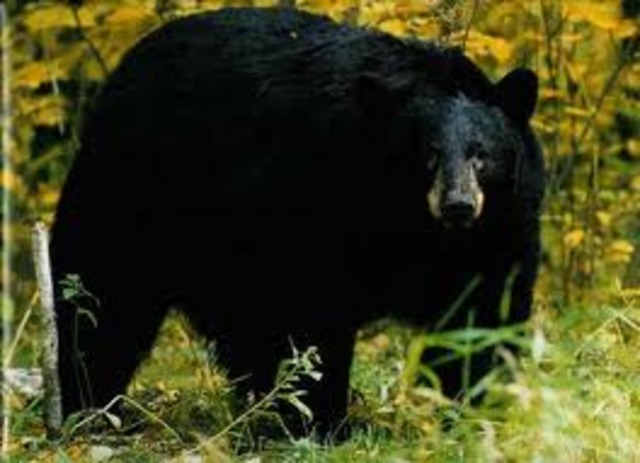 A big black bear