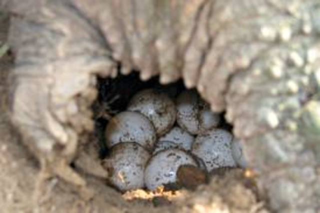 Turtle Eggs