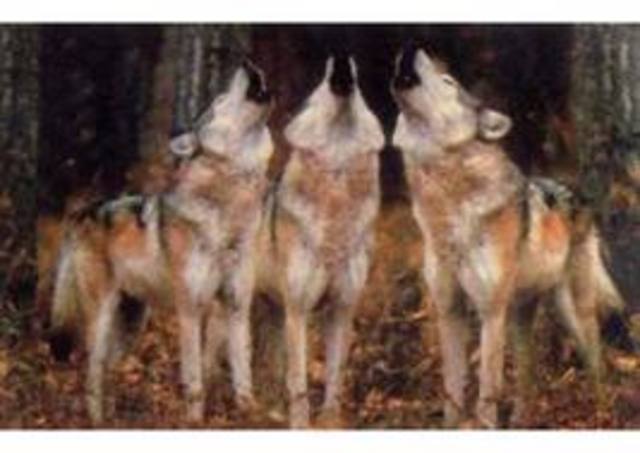 Wolf pack