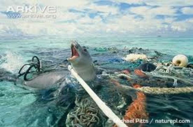 Feral cat's diabetes increases 15%