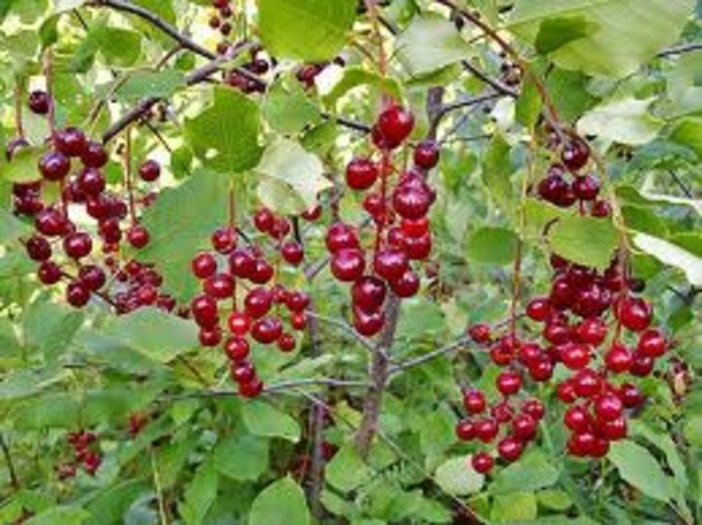 Gut Cherries