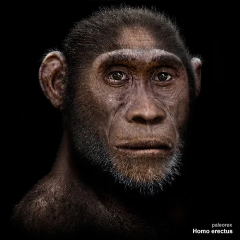 homo erectus