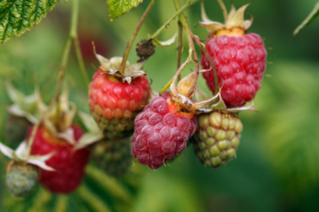 The Raspberries