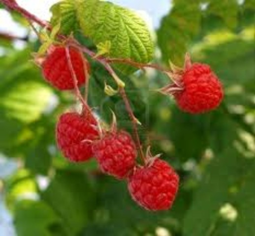 The Raspberries