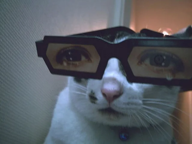 собака убежала(