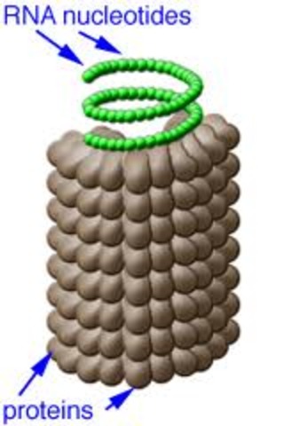 Tobacco Mossaic Virus (TMV)