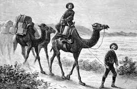 Texas Camel Experiment