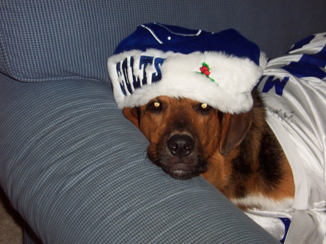 Hace 5 años que comprá mi pero Sherlock.