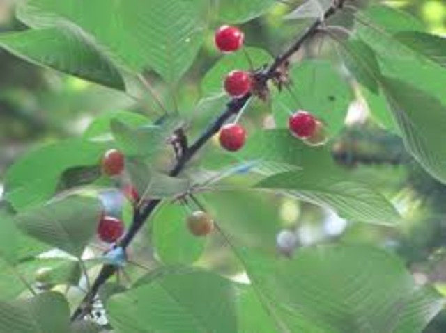 Sacagawea and Lewis become ill.