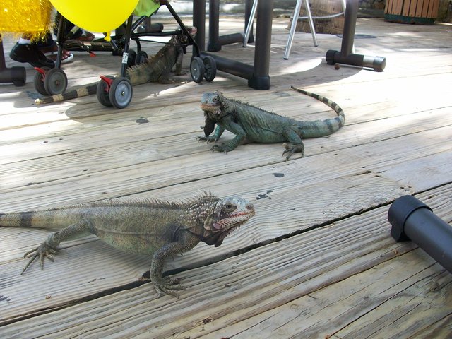 St.Thomas summer trip