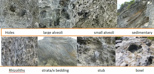 Cenozoico/Pleistoceno