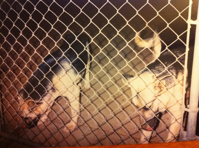 Get The Best Dogs I've Ever Had, Shasha and Bruno