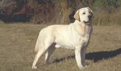 The Nuanced Expectations of Conditioning and Societal Pressures