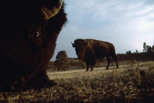 Experience at Fort Mandan