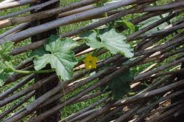 Davy Crockett is born