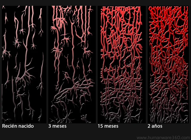 Investigación de la plasticidad cerebral por Michael Merzenich en la década de 1970.