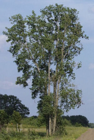 Instances where a plant helped the expedition