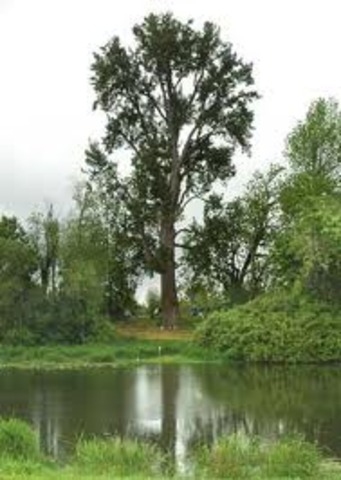 Trees Profoundly Affected the Expedition