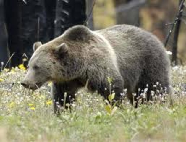 The Grizzly (A Profound Animal Experience)
