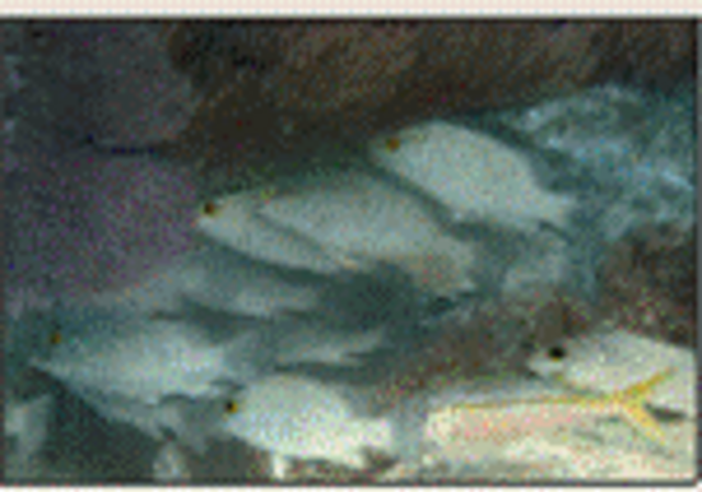 The first under-water colour photo.