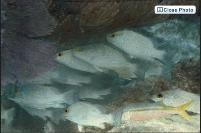 The first under-water colour photo