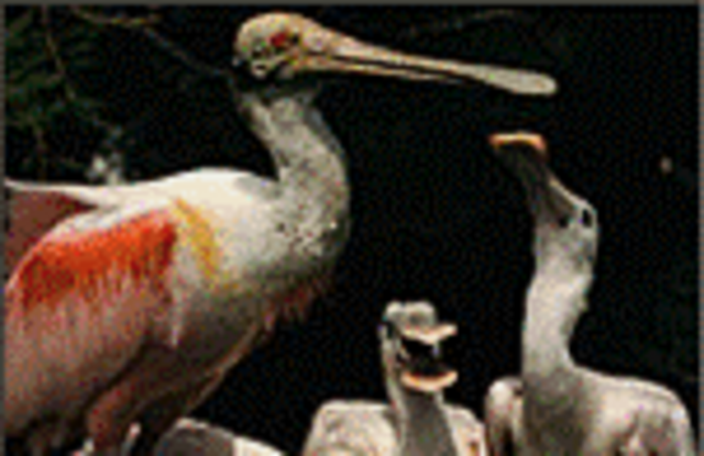 The first magazine to publish everything in colour.