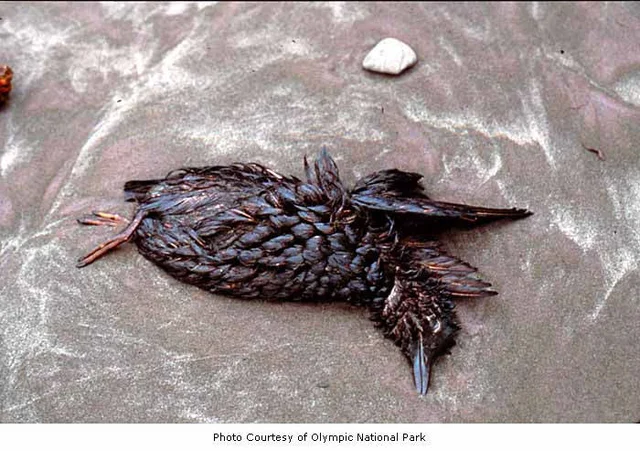 (2) Bird Dead and Oil-Soaked At Olympic National Park
