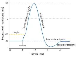 Il potenziale di azione