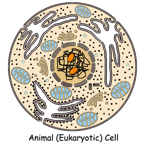 Eukaryotes 2100 MYA