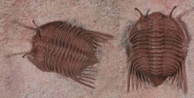 Ordovician Period 544 MYA