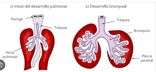 Semana 8: Formación de bronquios principales y lóbulos pulmonares