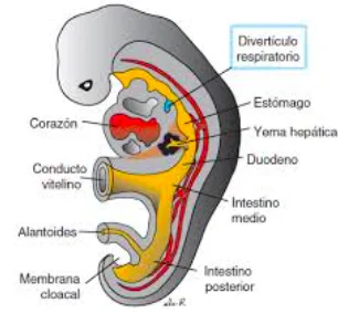 Semana 6/7: División de la yema pulmonar