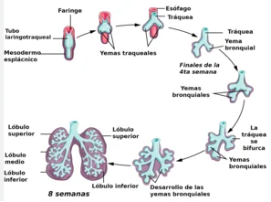 Semana 38