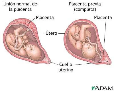Desarrollo del feto y placenta