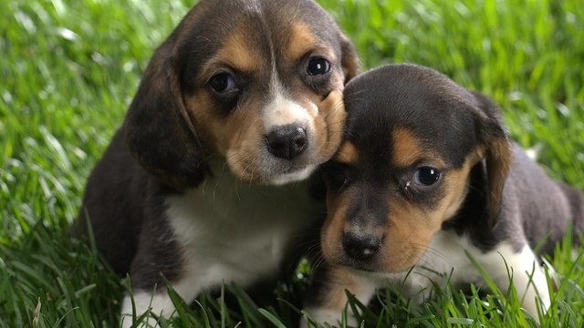 I got two babies beagle. they are brothers each other.