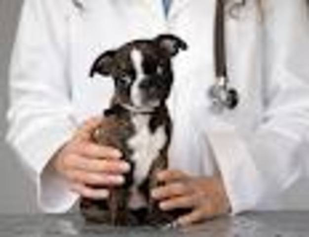 Start Veterinarian School