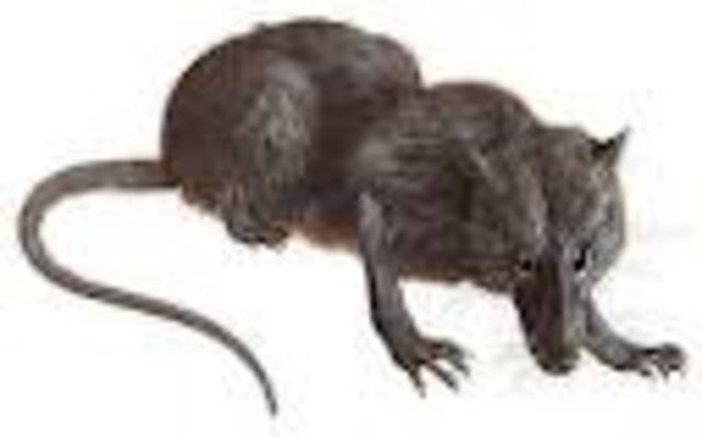 La era de los mamiferos