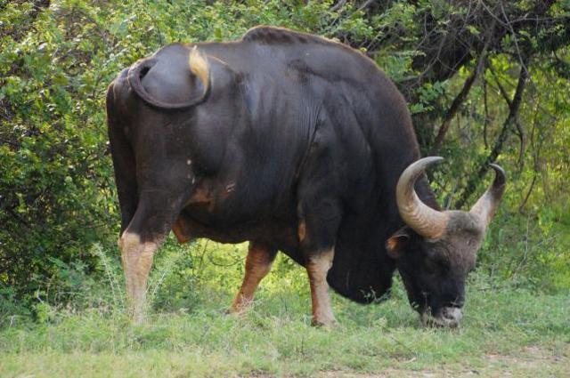 Bison herds on the prairies have been so decimated by european demand; the natural materials Natives depended on are no longer available