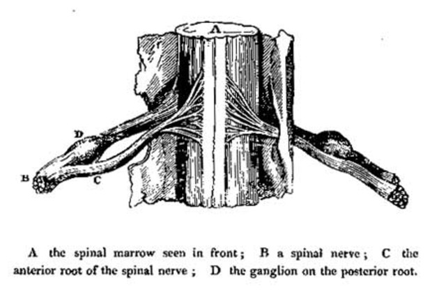 'An Idea of a New Anatomy of the Brain' is released by Charles Bell