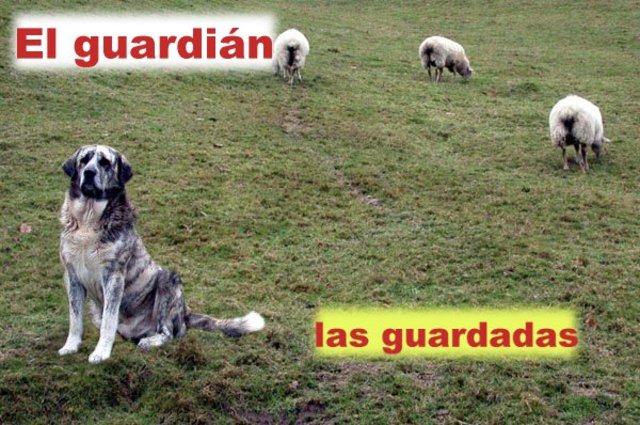 guardian