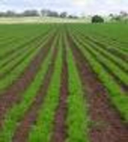 1st evidence of agriculture