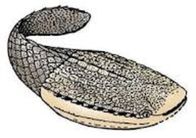 Ordovician Period 544 MYA