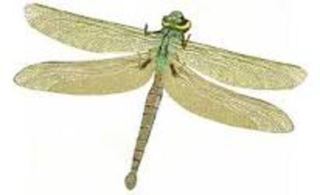 Devonian Period 408 MYA