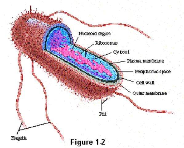 Prokaryotes 3600 MYA
