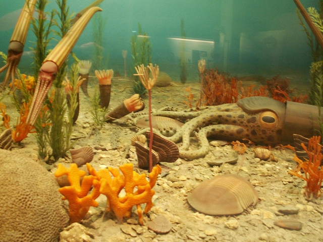 ordvovivcian period 544 MYA