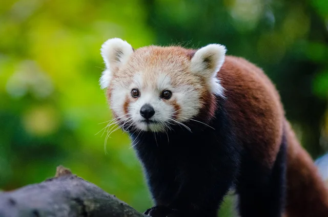 Endangered Species Act