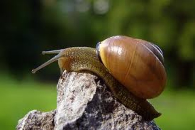 Snails